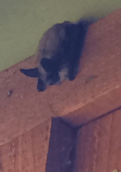 Screen Shot 2018-08-07 at 4.26.35 PM